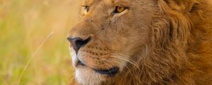Preview wallpaper lion, predator, big cat, grass