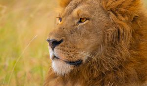 Preview wallpaper lion, predator, big cat, grass