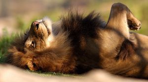 Preview wallpaper lion, predator, big cat, lying