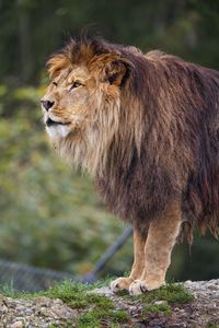 Preview wallpaper lion, predator, big cat, grass, blur, animal