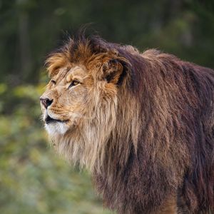 Preview wallpaper lion, predator, big cat, grass, blur, animal