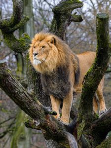 Preview wallpaper lion, predator, big cat, tree, wild