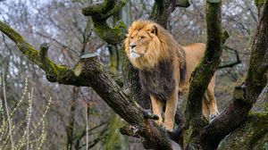 Preview wallpaper lion, predator, big cat, tree, wild