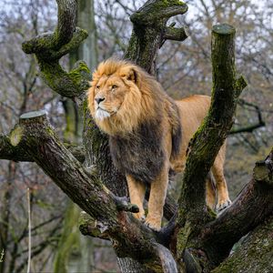 Preview wallpaper lion, predator, big cat, tree, wild