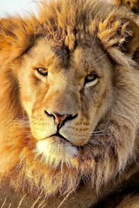 Preview wallpaper lion, predator, eyes, mane