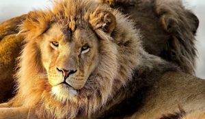 Preview wallpaper lion, predator, eyes, mane