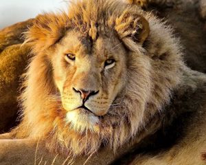 Preview wallpaper lion, predator, eyes, mane