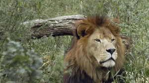 Preview wallpaper lion, predator, face, grass