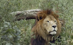 Preview wallpaper lion, predator, face, grass