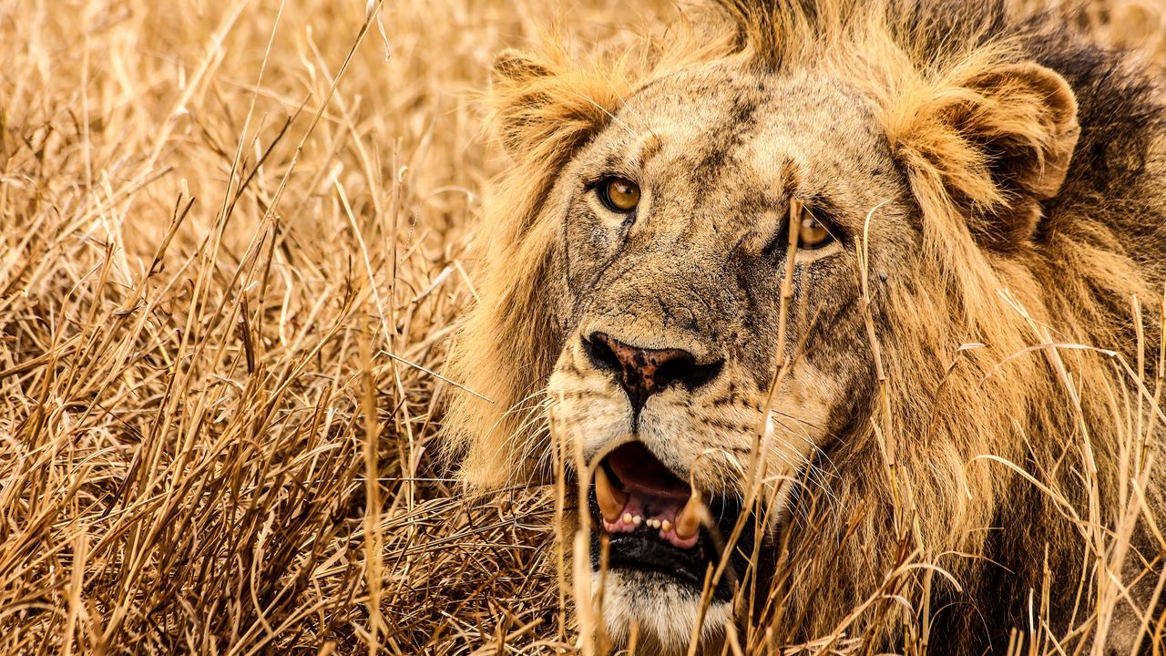 Wallpaper lion, predator, fangs, muzzle, grass