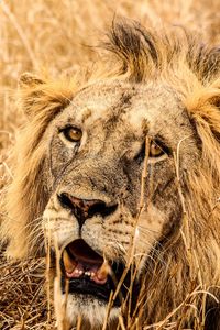 Preview wallpaper lion, predator, fangs, muzzle, grass