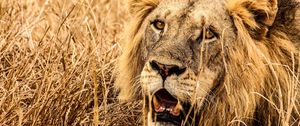 Preview wallpaper lion, predator, fangs, muzzle, grass