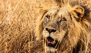 Preview wallpaper lion, predator, fangs, muzzle, grass