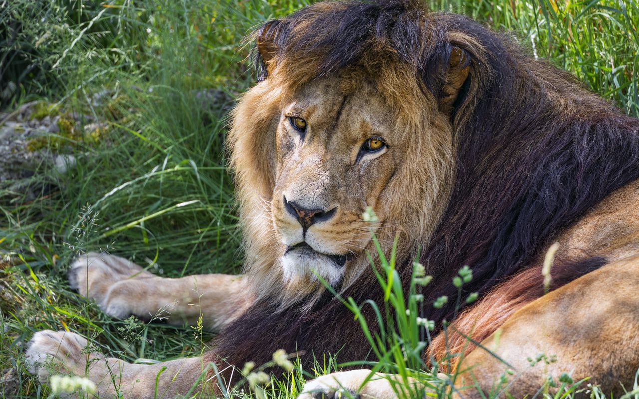 1280x800 Wallpaper lion, predator, glance, animal, fur