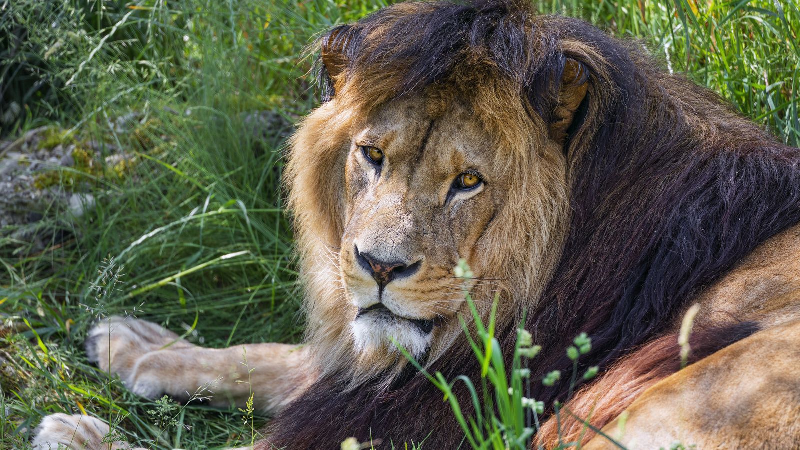 1600x900 Wallpaper lion, predator, glance, animal, fur