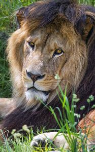 Preview wallpaper lion, predator, glance, animal, fur
