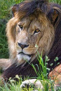 Preview wallpaper lion, predator, glance, animal, fur