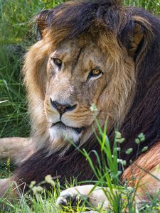 Preview wallpaper lion, predator, glance, animal, fur