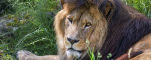 Preview wallpaper lion, predator, glance, animal, fur