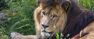 Preview wallpaper lion, predator, glance, animal, fur