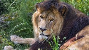 Preview wallpaper lion, predator, glance, animal, fur