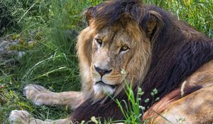 Preview wallpaper lion, predator, glance, animal, fur