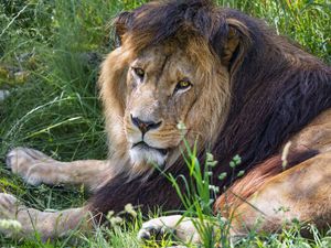 Preview wallpaper lion, predator, glance, animal, fur