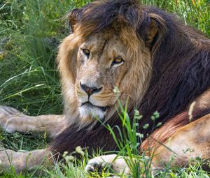 Preview wallpaper lion, predator, glance, animal, fur