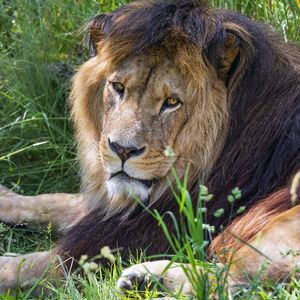 Preview wallpaper lion, predator, glance, animal, fur