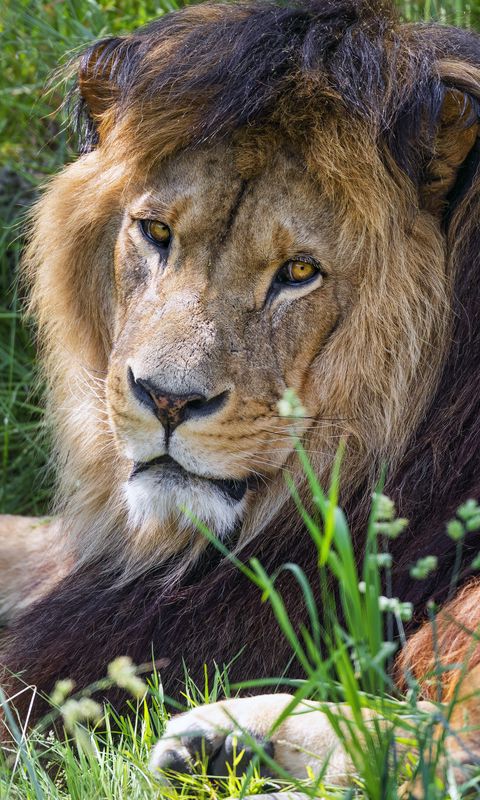 480x800 Wallpaper lion, predator, glance, animal, fur