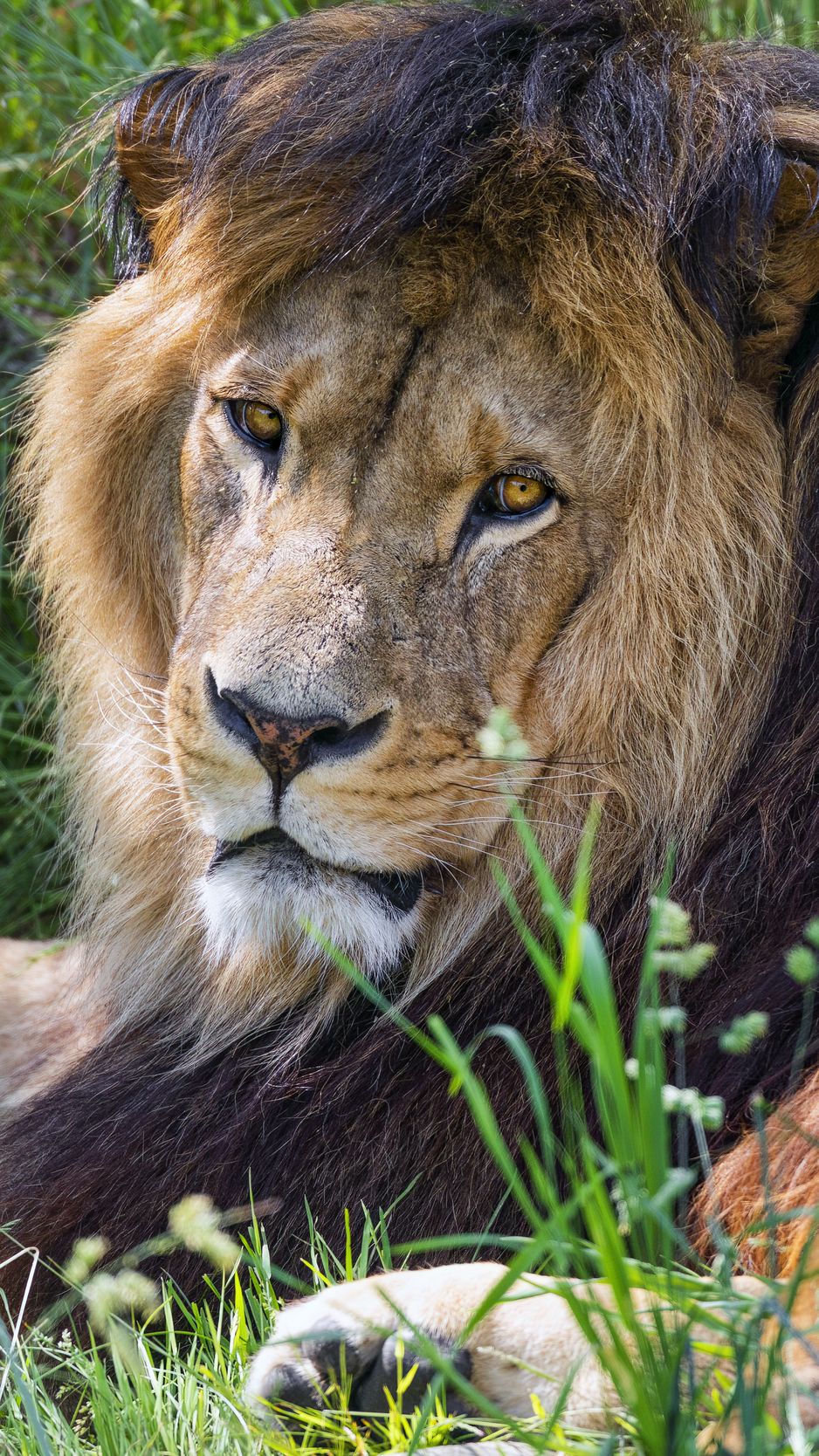938x1668 Wallpaper lion, predator, glance, animal, fur