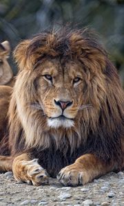 Preview wallpaper lion, predator, glance, big cat, face