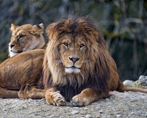 Preview wallpaper lion, predator, glance, big cat, face