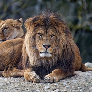 Preview wallpaper lion, predator, glance, big cat, face