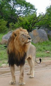 Preview wallpaper lion, predator, glance, big cat, savanna