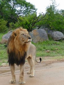 Preview wallpaper lion, predator, glance, big cat, savanna