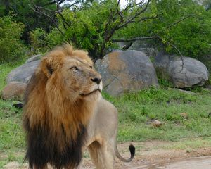 Preview wallpaper lion, predator, glance, big cat, savanna