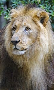 Preview wallpaper lion, predator, glance, muzzle, big cat