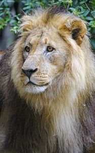 Preview wallpaper lion, predator, glance, muzzle, big cat