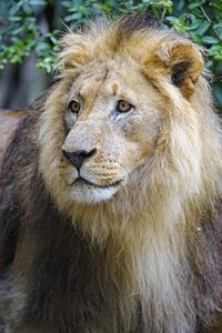 Preview wallpaper lion, predator, glance, muzzle, big cat