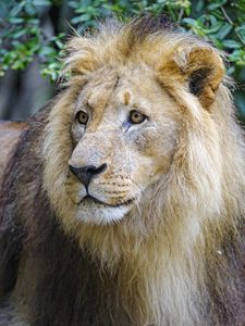 Preview wallpaper lion, predator, glance, muzzle, big cat