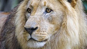 Preview wallpaper lion, predator, glance, muzzle, big cat