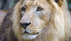 Preview wallpaper lion, predator, glance, muzzle, big cat