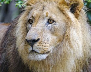Preview wallpaper lion, predator, glance, muzzle, big cat