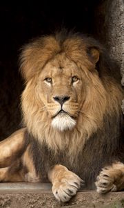 Preview wallpaper lion, predator, glance, king of beasts, big cat