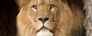 Preview wallpaper lion, predator, glance, king of beasts, big cat