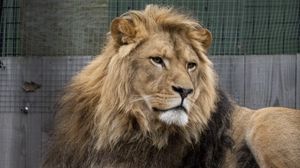 Preview wallpaper lion, predator, glance, big cat
