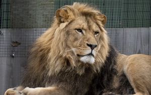 Preview wallpaper lion, predator, glance, big cat
