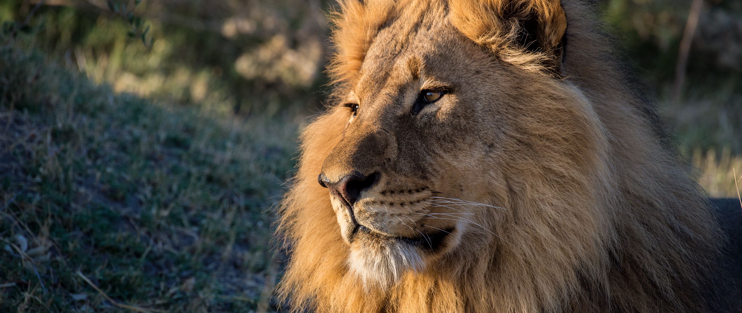 Download wallpaper 2560x1080 lion, predator, glance, animal, big cat ...