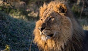 Preview wallpaper lion, predator, glance, animal, big cat